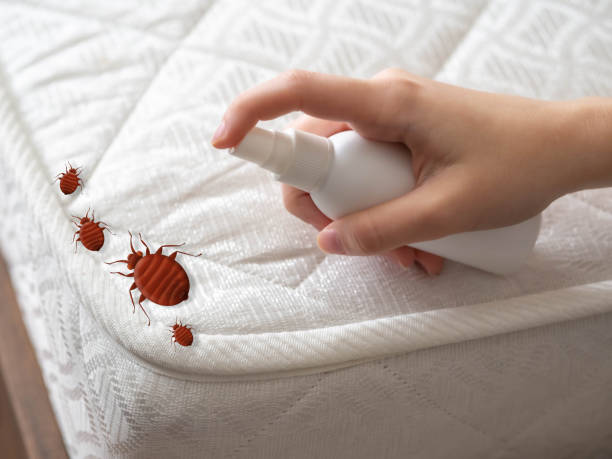 Best Bed Bug Extermination  in Plymouth, CA